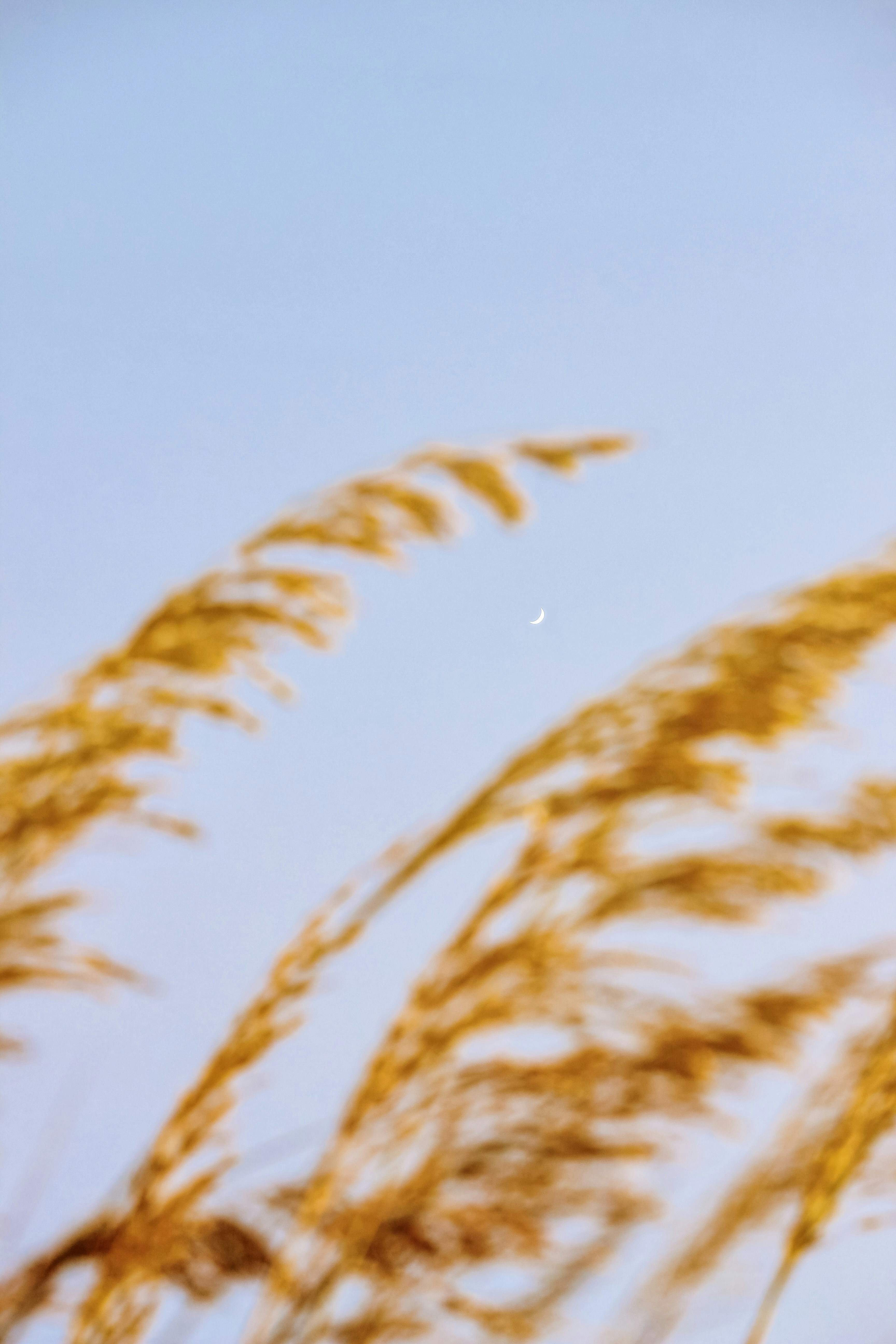 Photo by californong