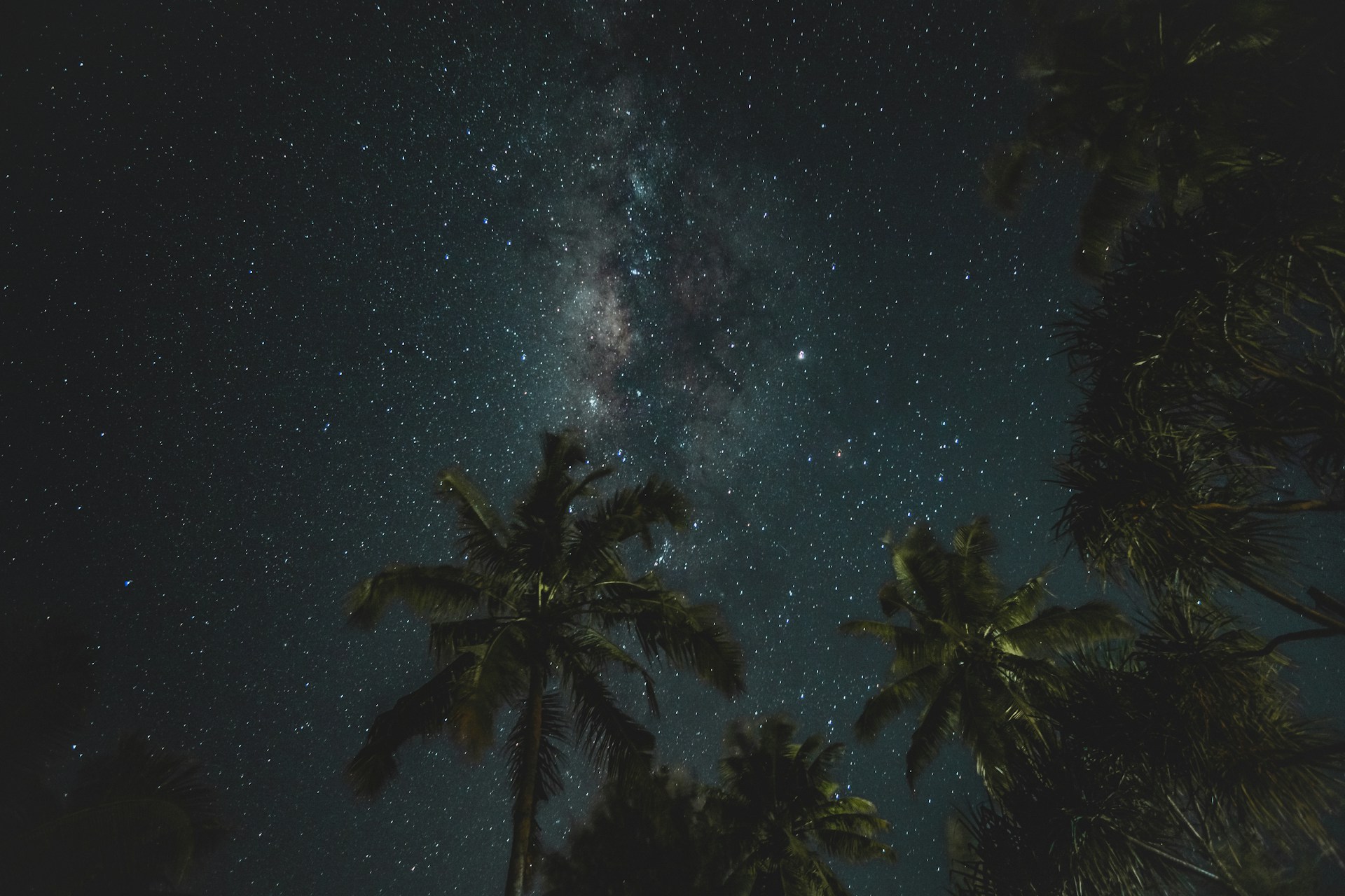 coconut trees during night