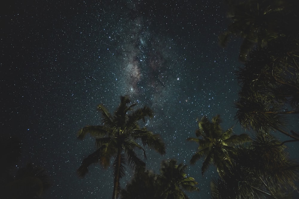 coconut trees during night