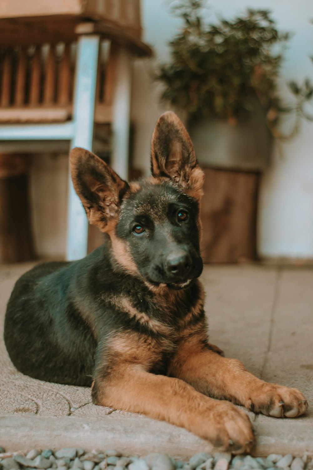 cachorro de pastor alemán negro y marrón