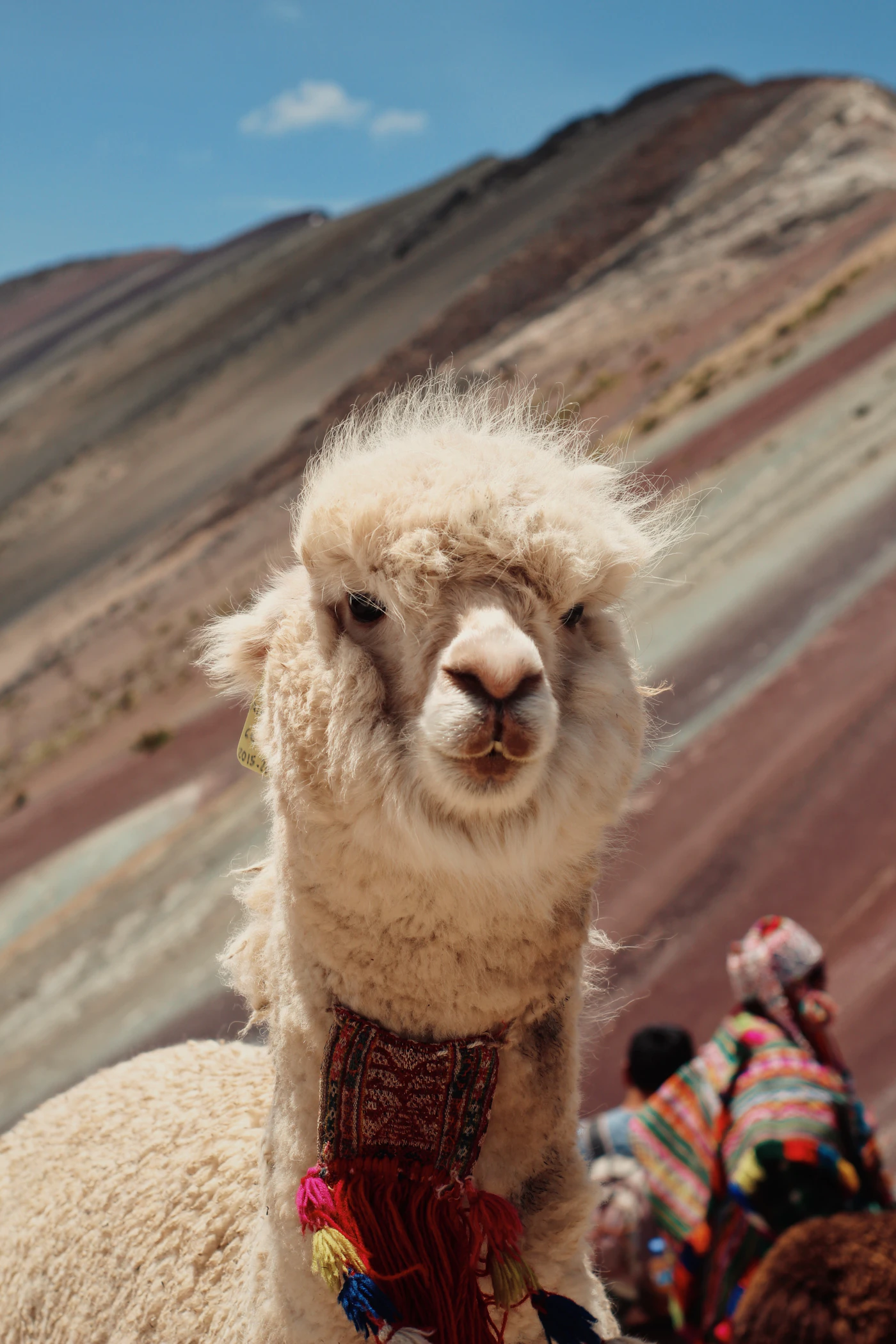 Llama en una colina cerca de la Montaña de 7 Colores