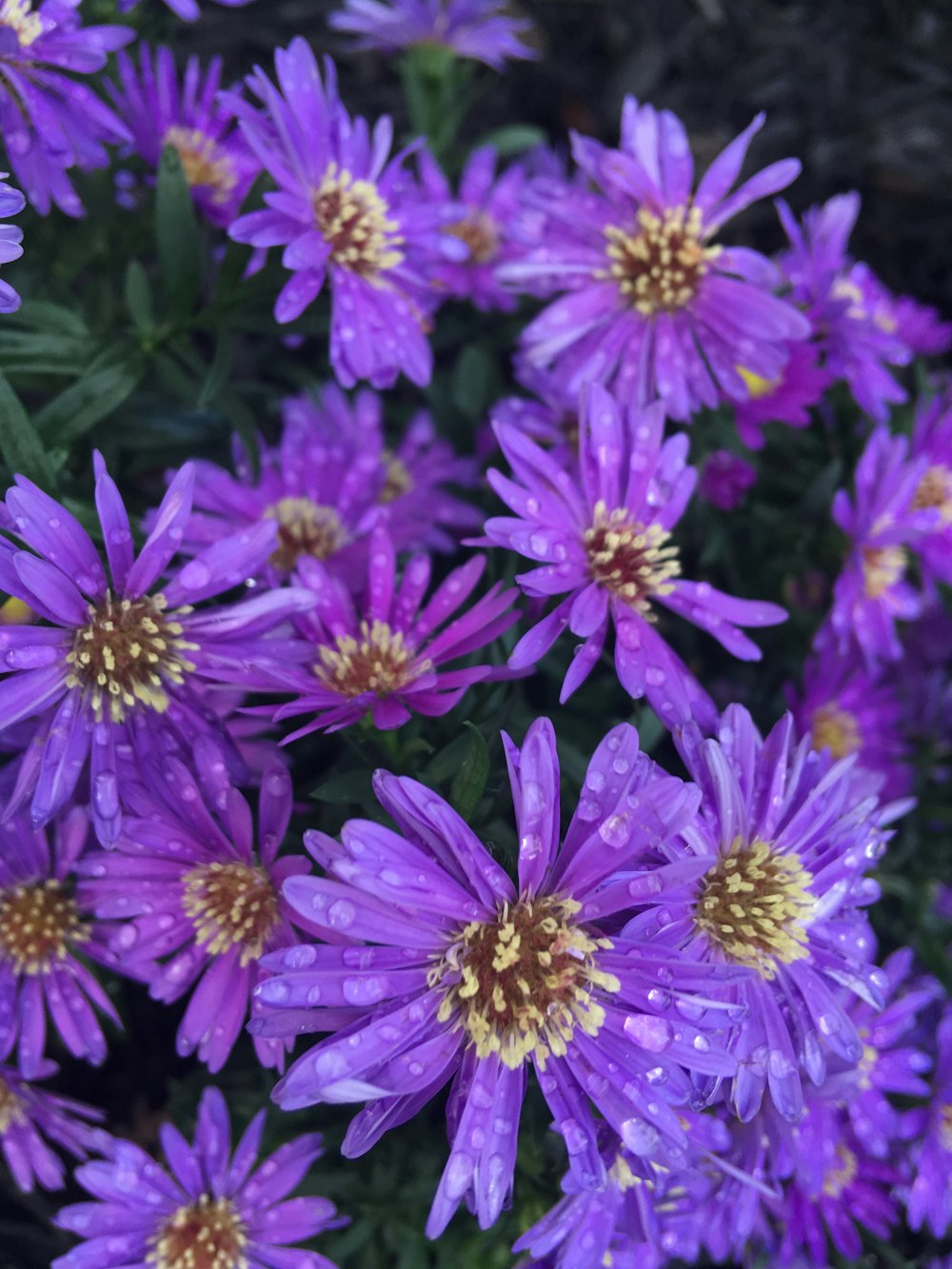 a bunch of purple flowers with water droplets on them