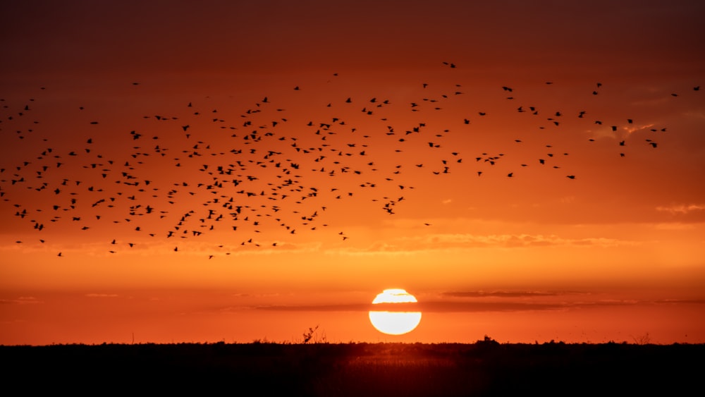 Fotografía de siluetas de pájaros y árboles durante la hora dorada