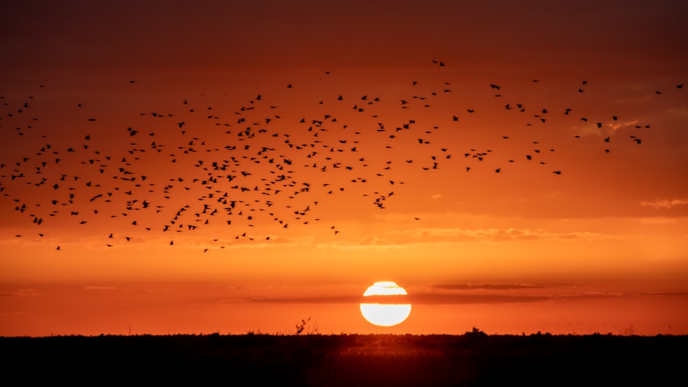 Silhouettenfotografie von Vögeln und Bäumen während der goldenen Stunde