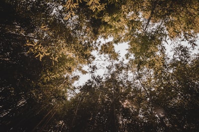 low-angle photography of green bamboo trees events zoom background