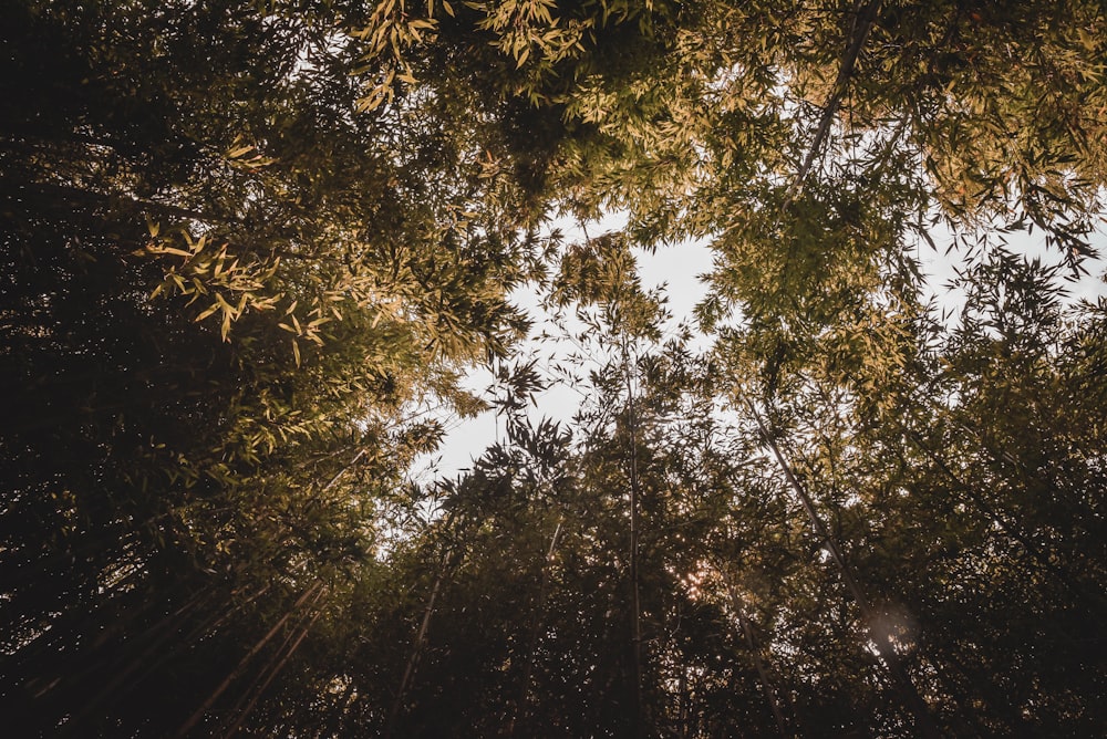 low-angle photography of green bamboo trees