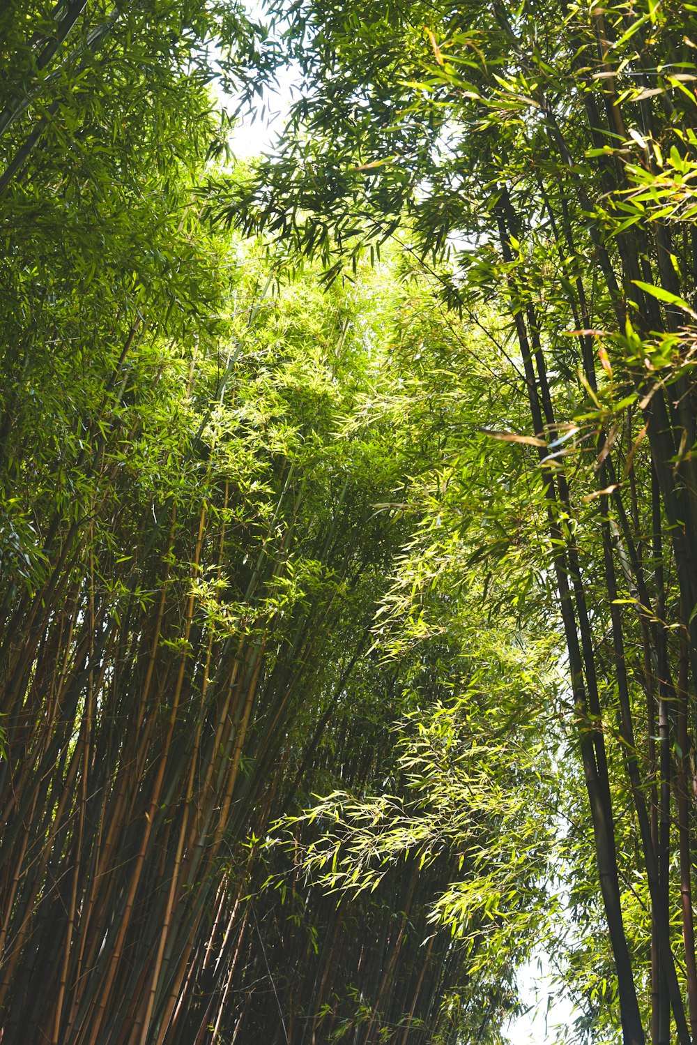 green bamboo trees