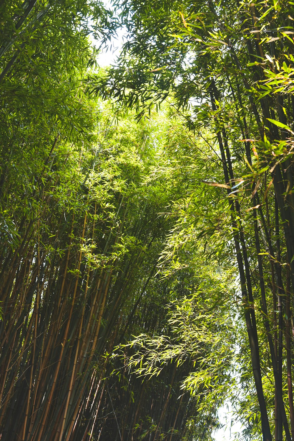 árvores de bambu verde