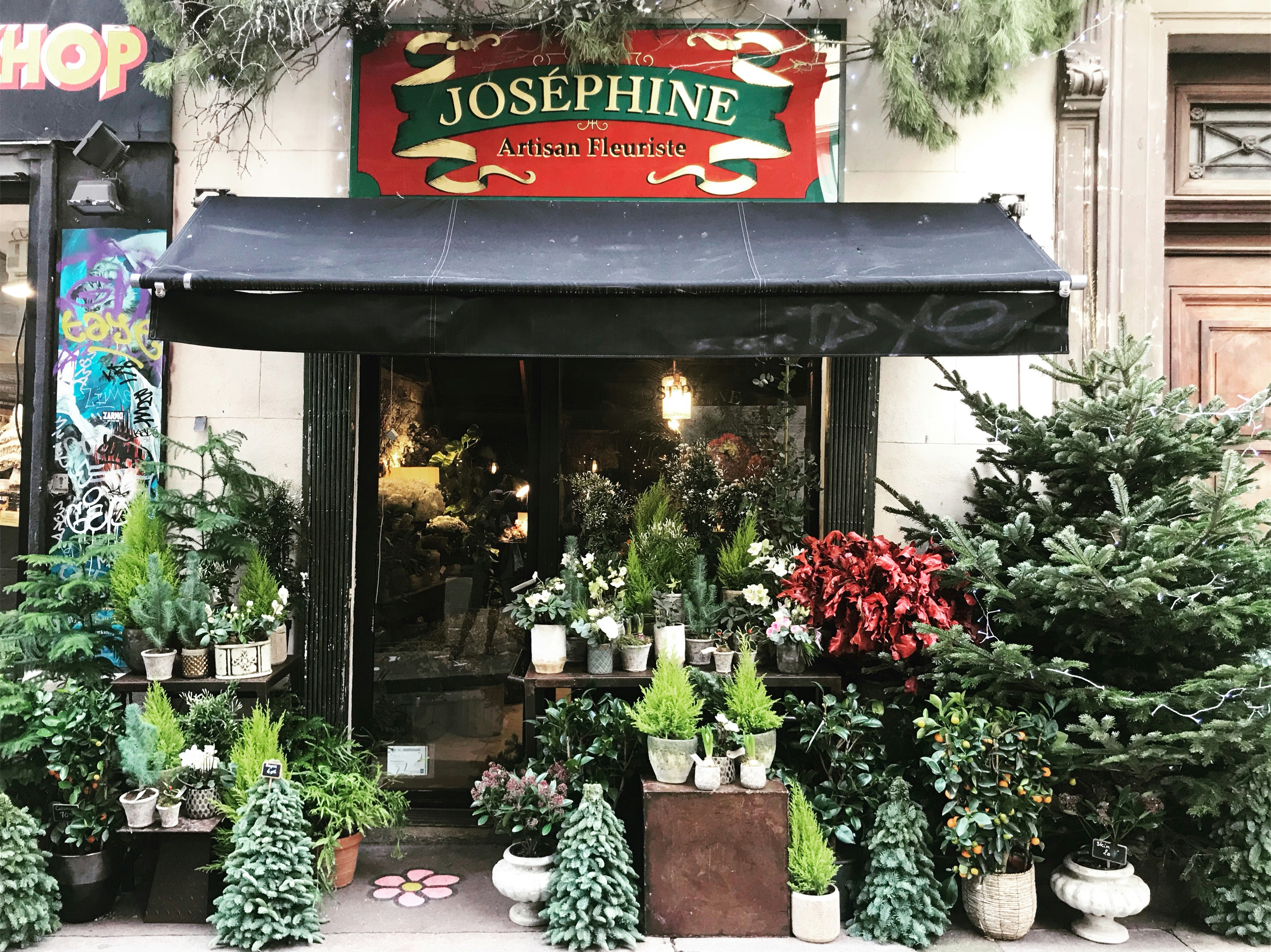 assorted green leafed plants