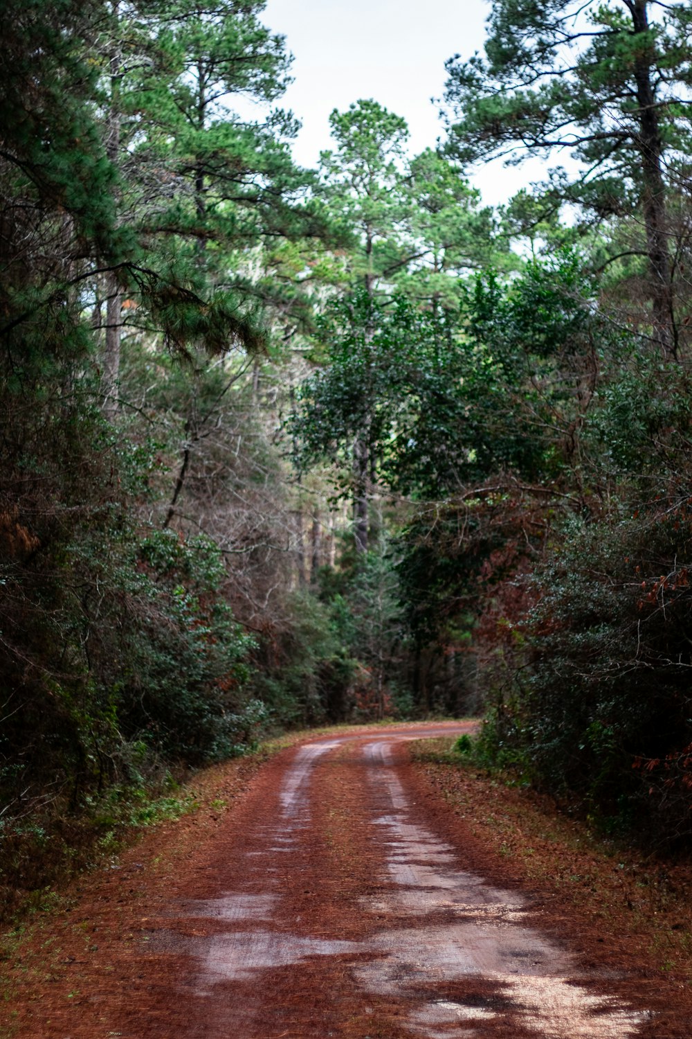 road between forest trees during daytime