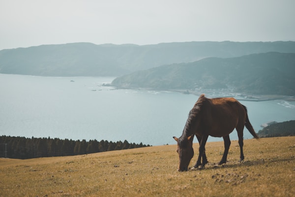 Miyazaki: Exploring Local Culture and Traditions