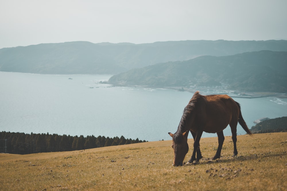 horse on hill