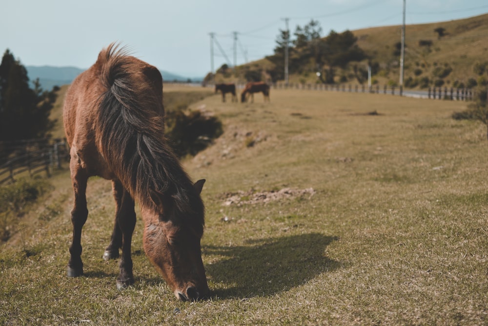 brown horse eating grass