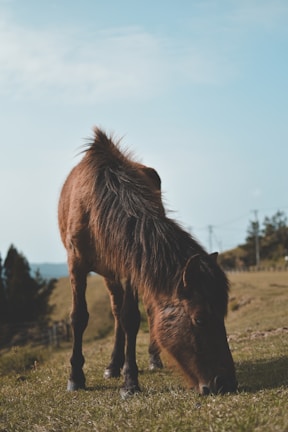 A pony trotting calmly along a grassy field with a birthday party in the background.