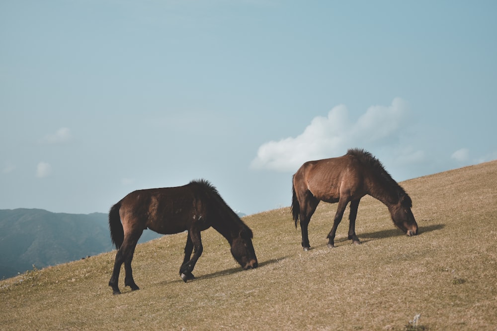 two brown horses on mountain during daytime