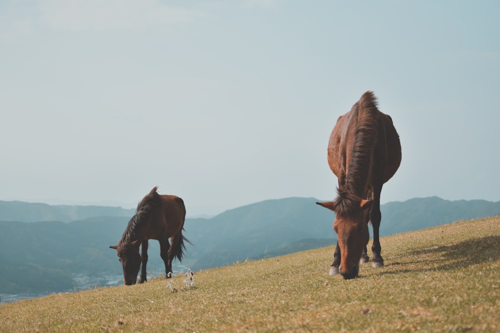 two brown horses on ground during daytime