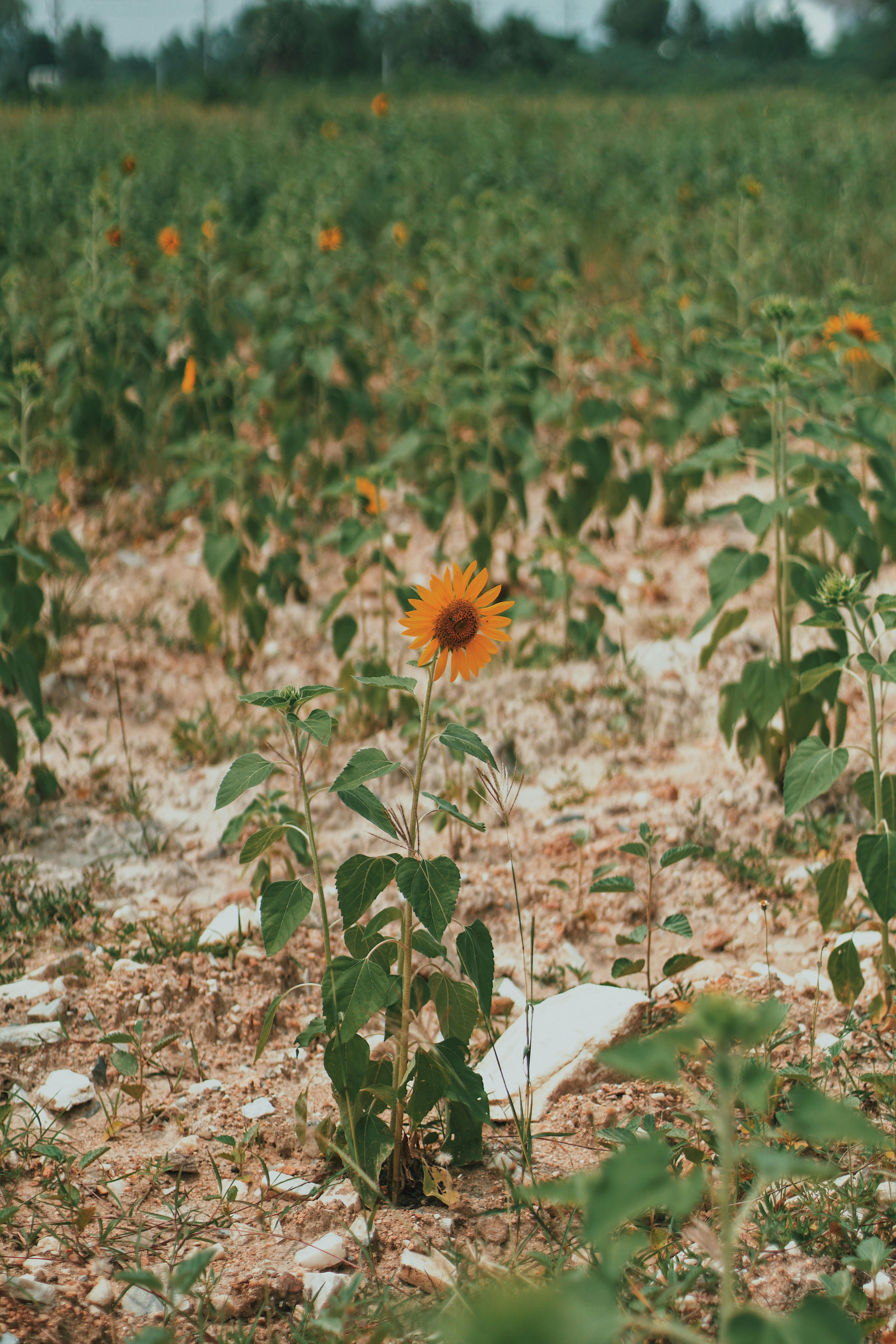 Hua Hin travel photo