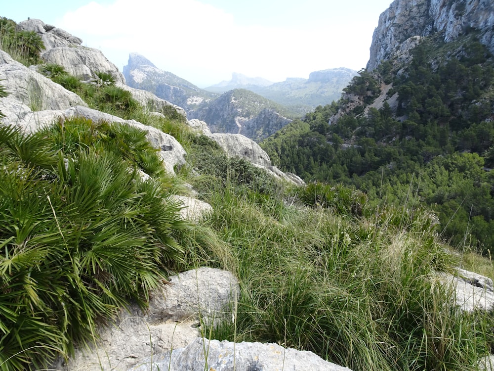 erba verde in montagna durante il giorno