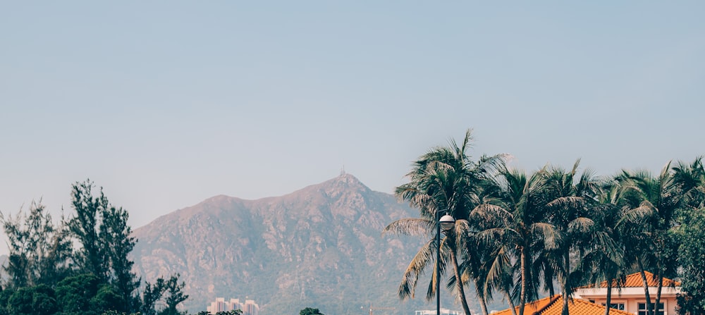 green coconut trees