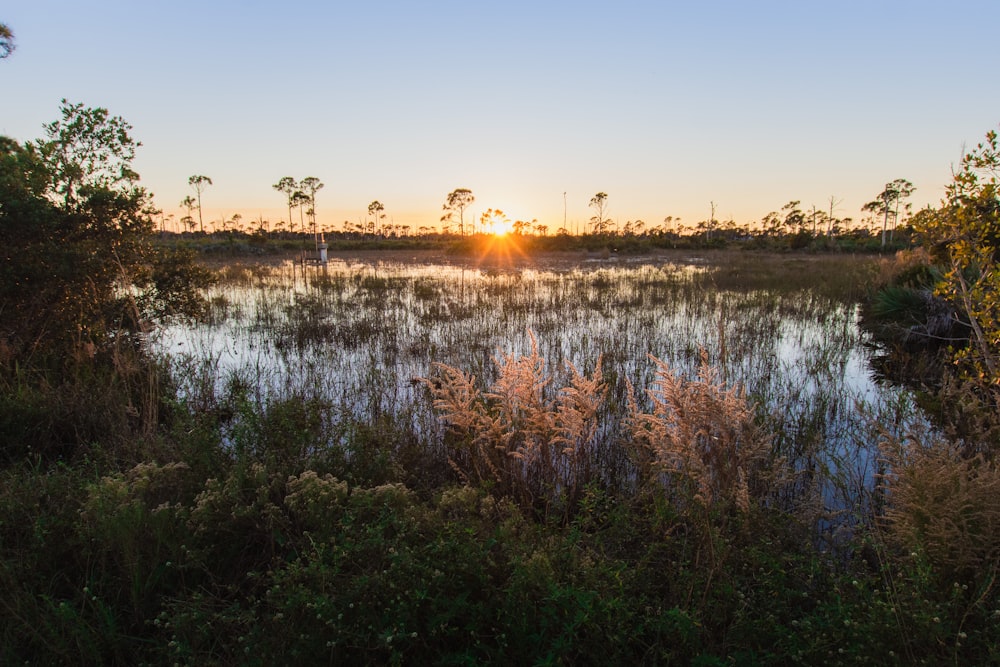 the sun is setting over a marshy area