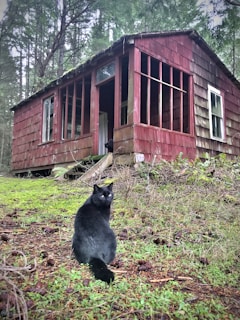 A black cat sits on a grassy area in front of an old, weathered cabin in the woods. The cabin has a rustic appearance with red wooden shingles and broken windows, suggesting it may be abandoned. Surrounding the cabin are dense trees, adding to the secluded atmosphere.