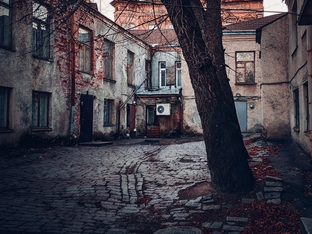 tree beside wall