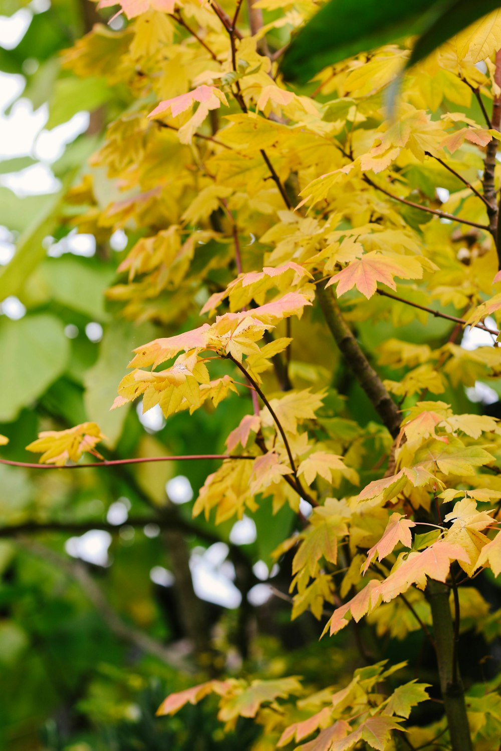 green leafed plant