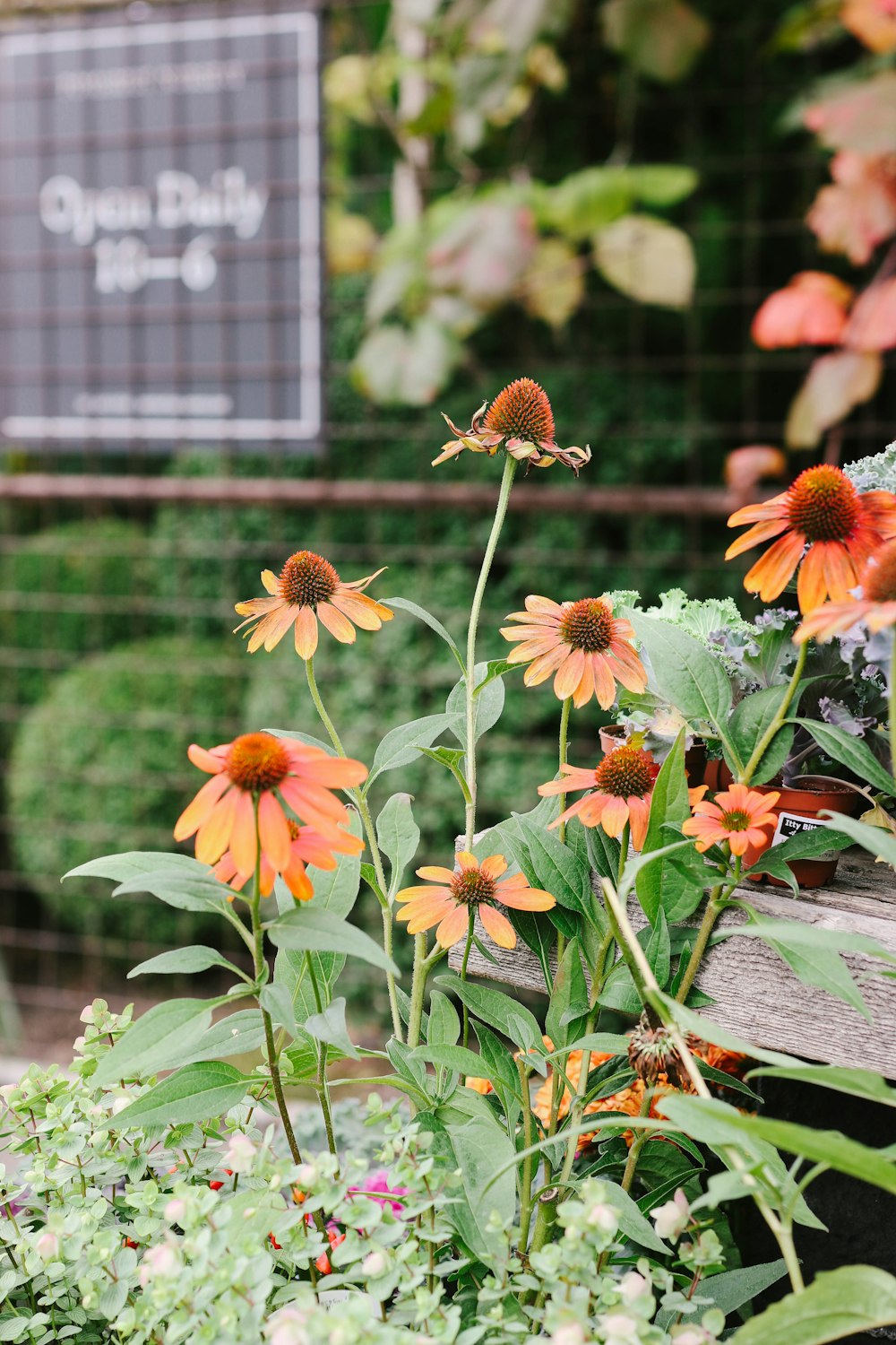 orange flowers