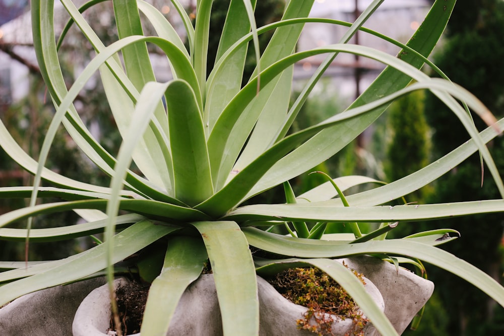 shallow focus photo of green snake plants