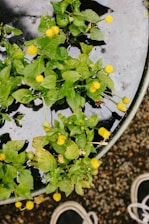 A plant with vibrant green leaves and small yellow flowers growing in a circular planter filled with water. The surface of the water reflects light, creating an interesting texture. At the bottom edge, a pair of shoes are partially visible.