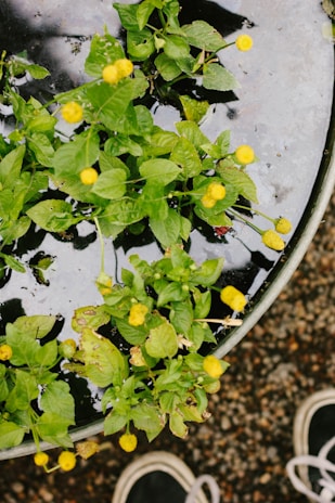 A plant with vibrant green leaves and small yellow flowers growing in a circular planter filled with water. The surface of the water reflects light, creating an interesting texture. At the bottom edge, a pair of shoes are partially visible.