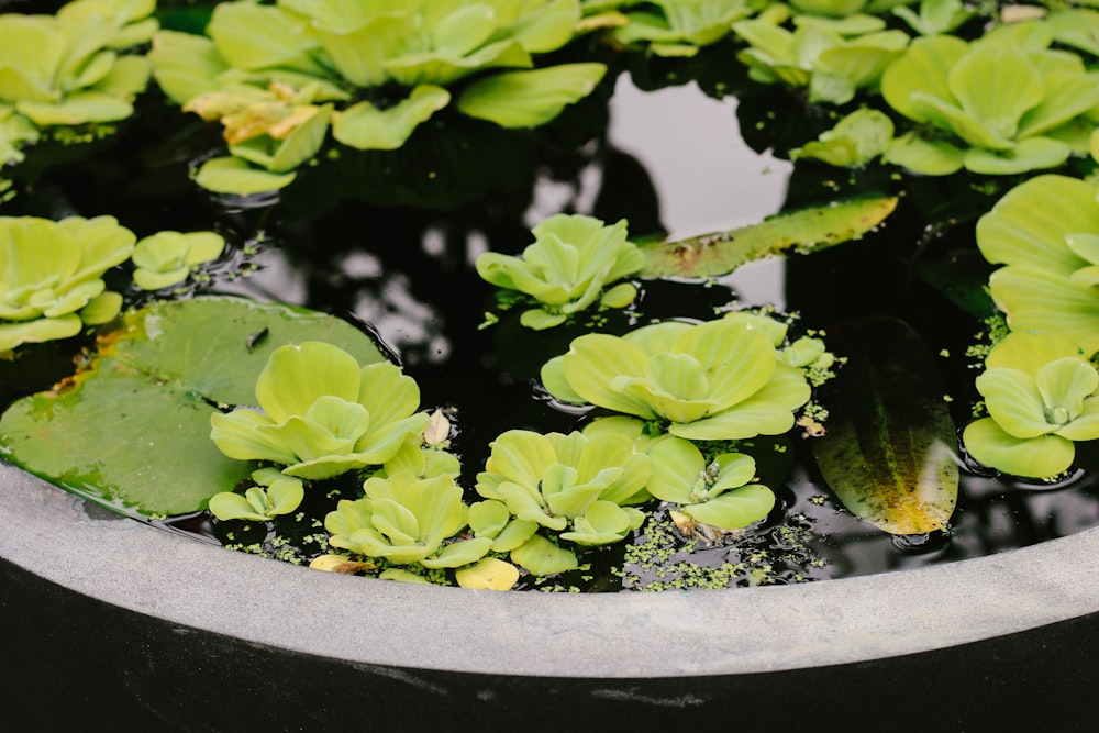 plantas suculentas no corpo de água