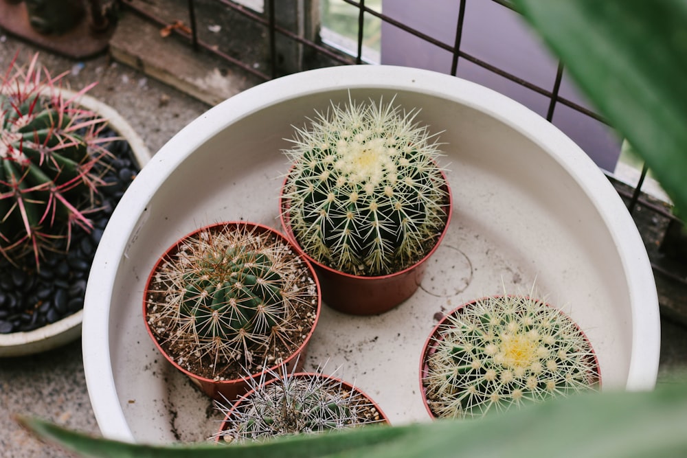 four ball cactus on white surface