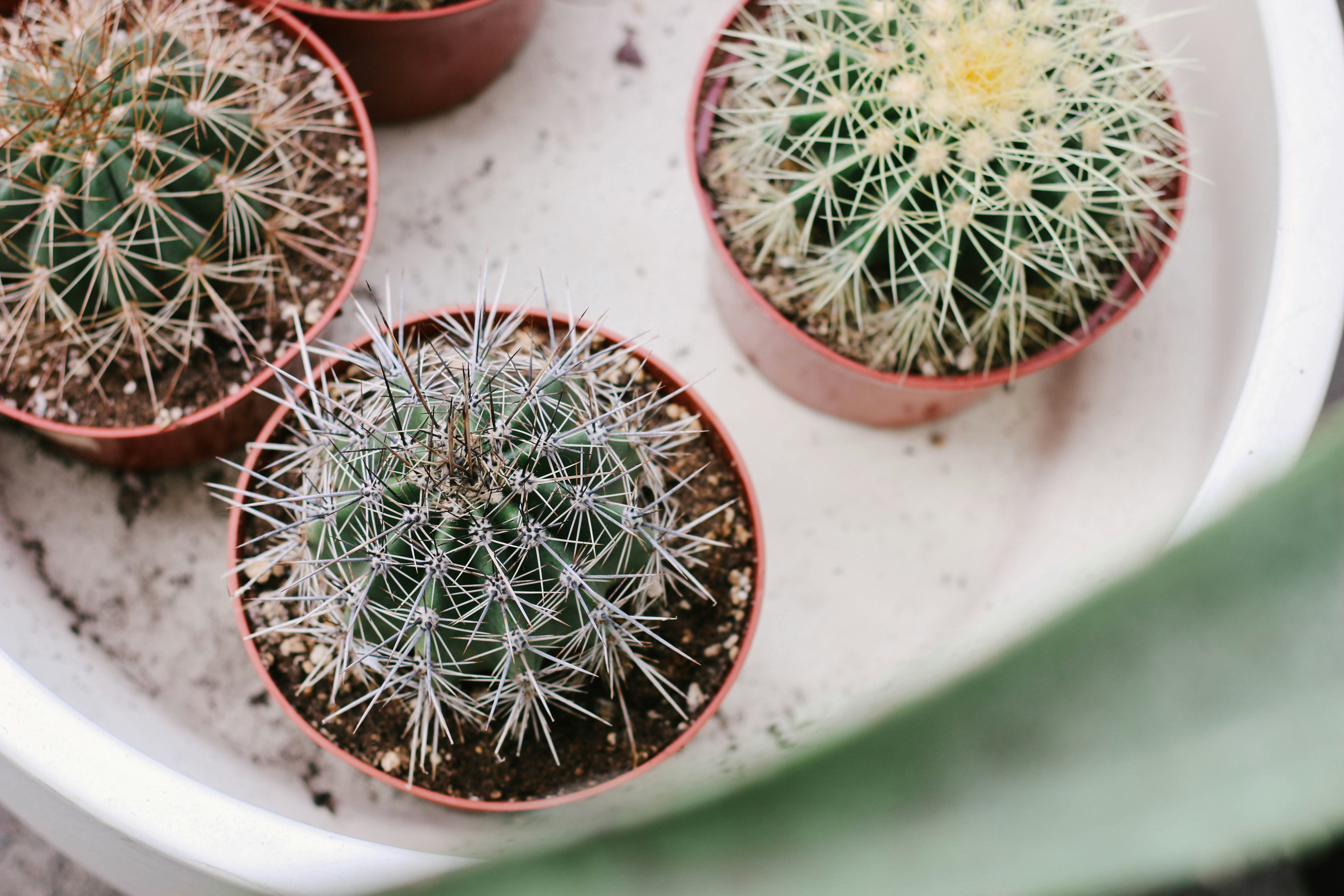 three green cactus plants