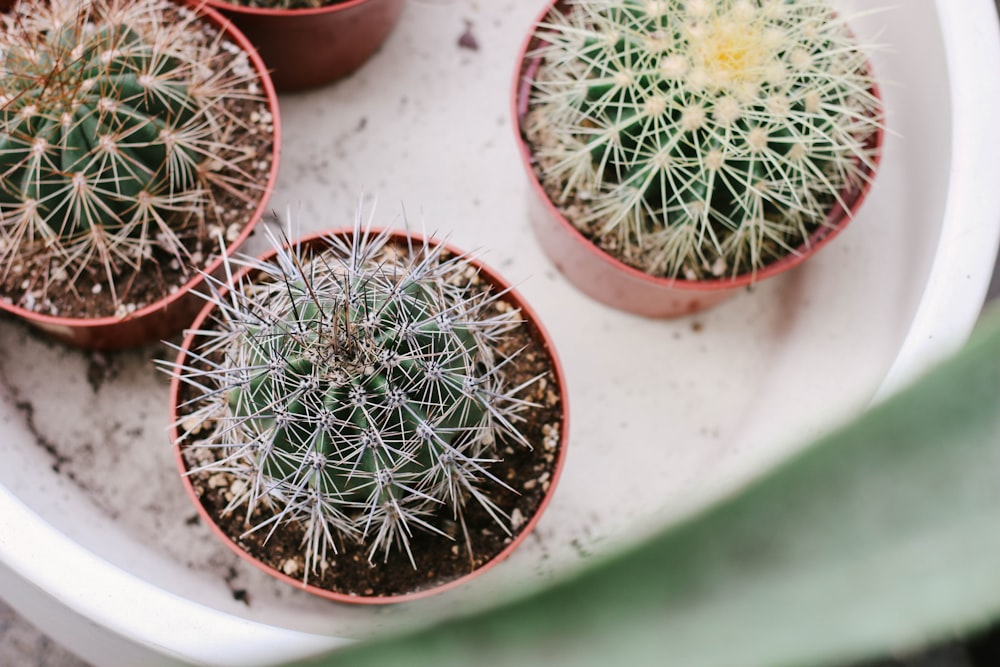 three green cactus plants