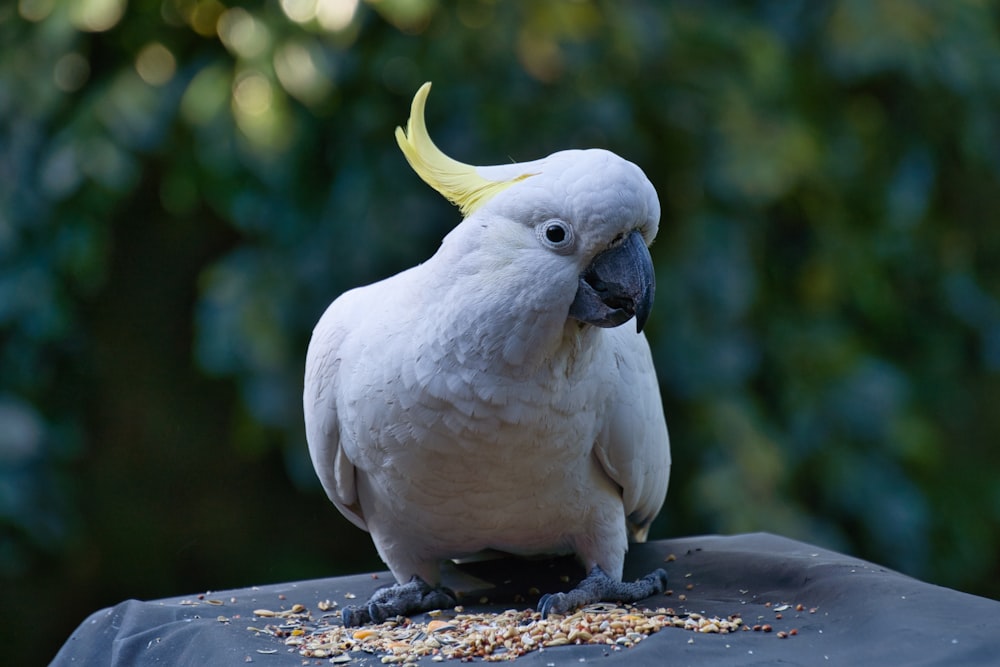 selective focus photography of white parrot during daytime