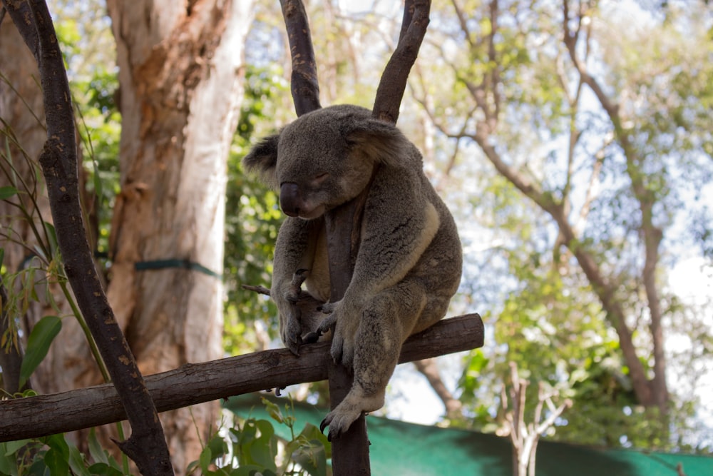 gray Kuala bear sitting on tree