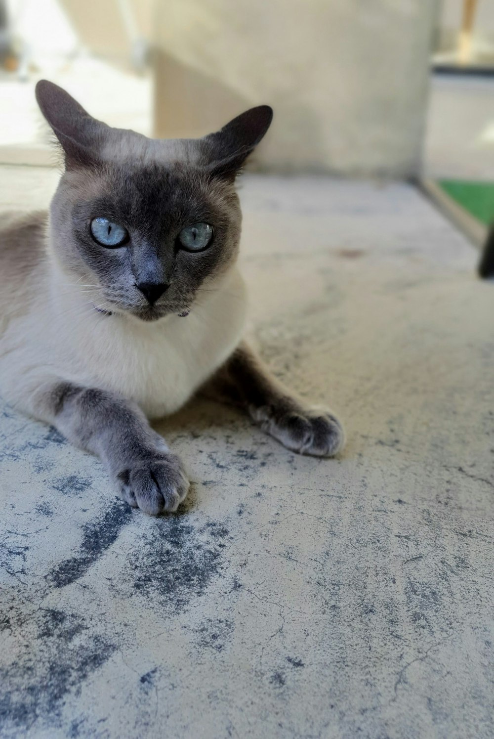 Siamese cat lying on white surface