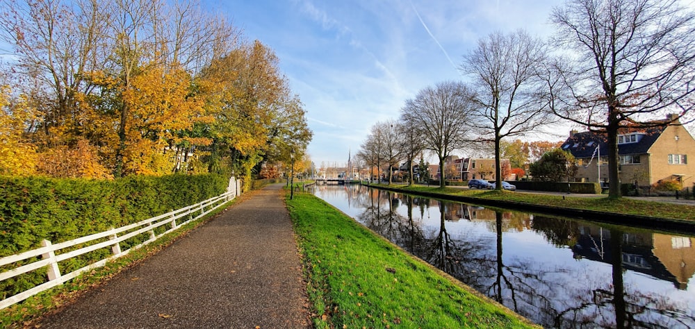 brown trees near body of water during daytime