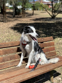 Close-up of a dog leash and training clicker resting on a wooden bench.