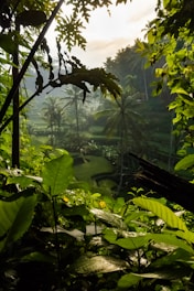 green trees