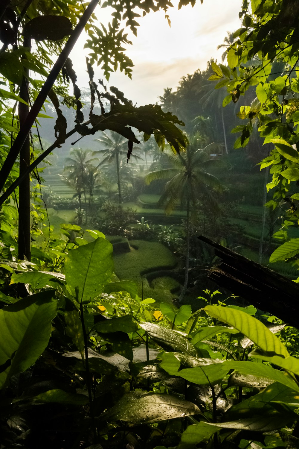 green trees