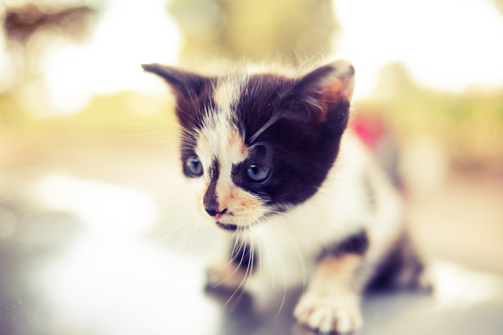 white and black kitten