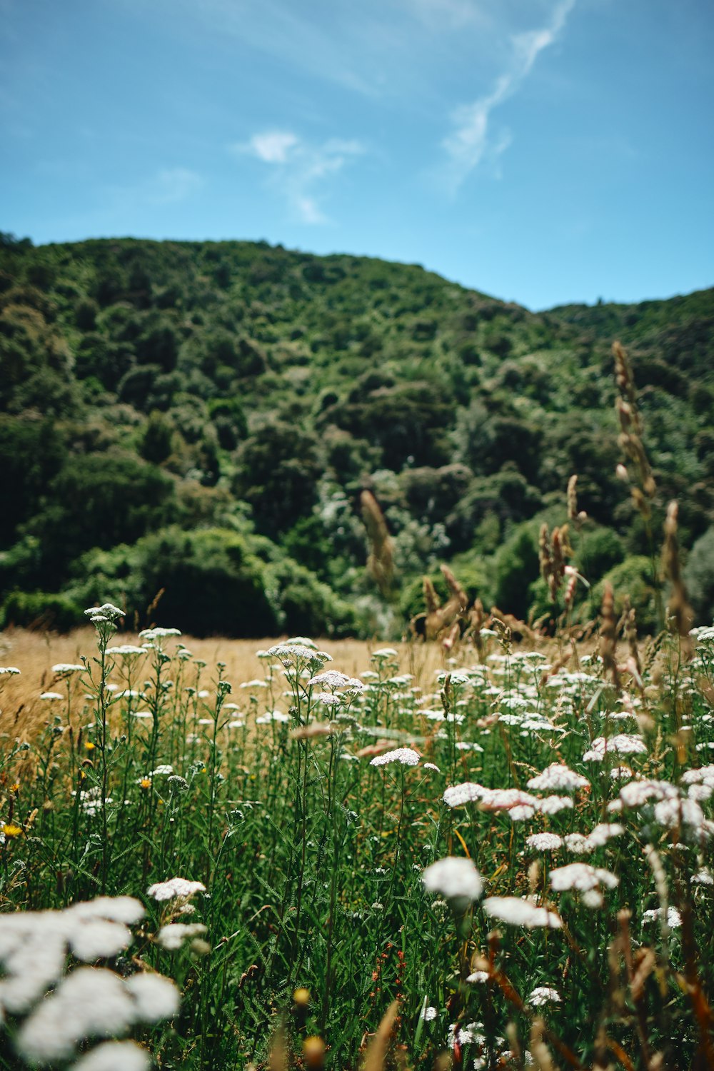 white petaled flower field