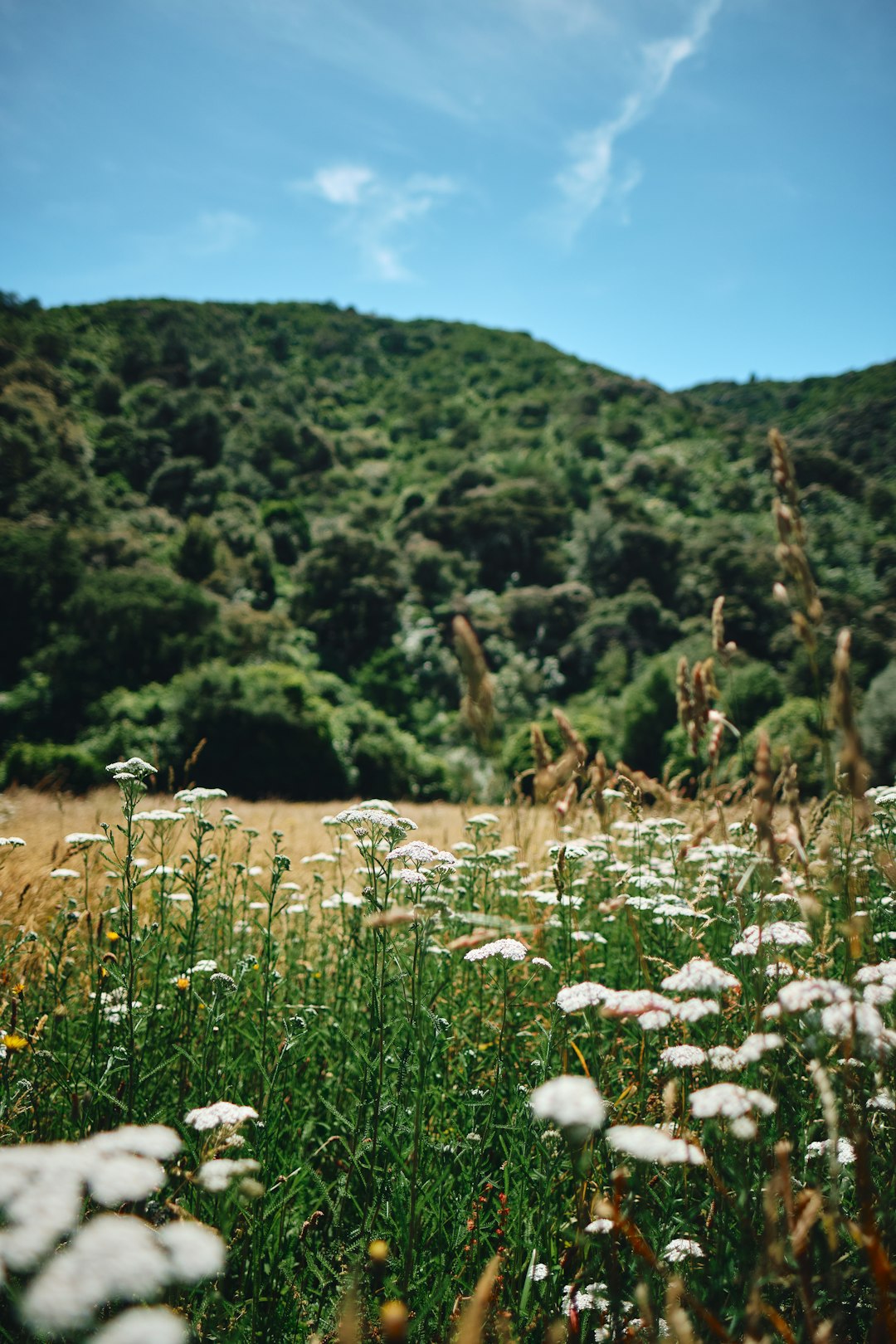 Nature reserve photo spot Picton Tahunanui