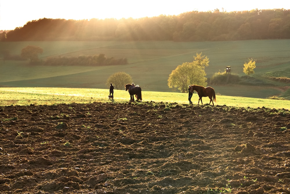 two horse walking on hill