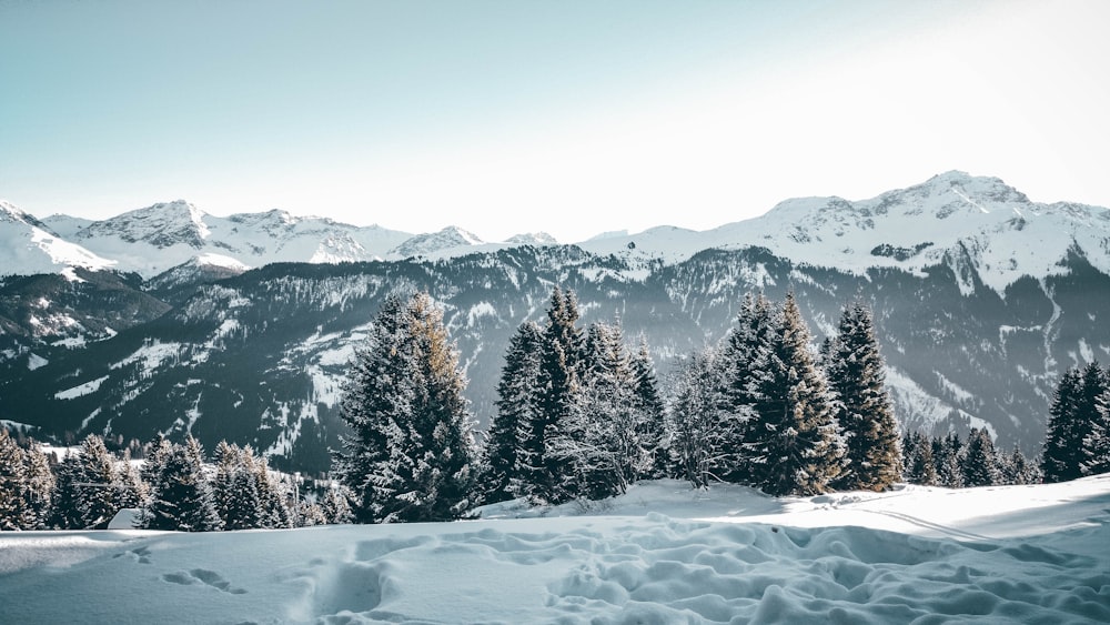 snow covered mountains