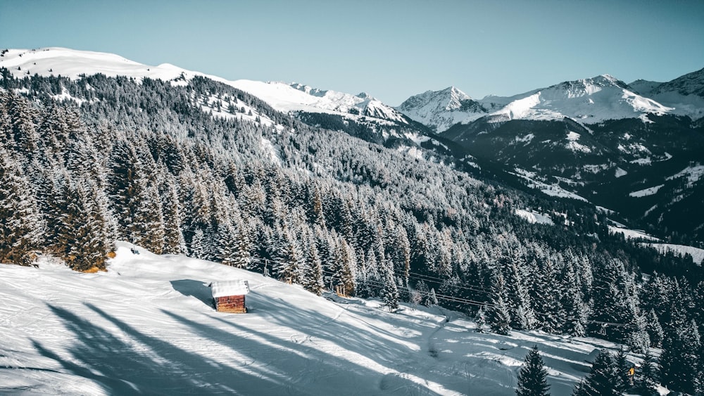 snow-covered trees and mountain