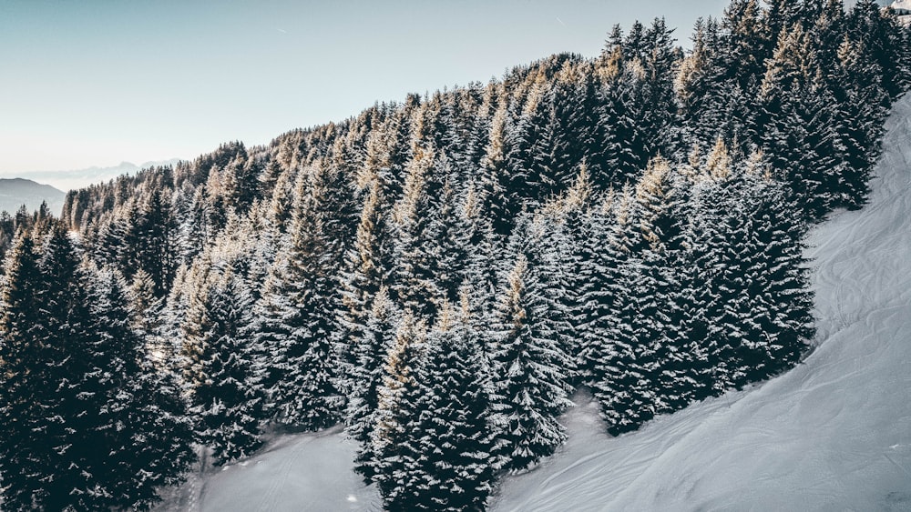 snow-covered trees