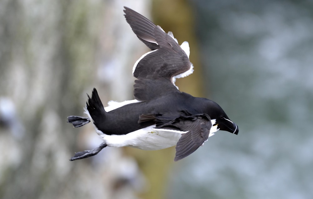 black and white bird